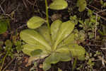 Seaside brookweed <BR>Water pimpernel